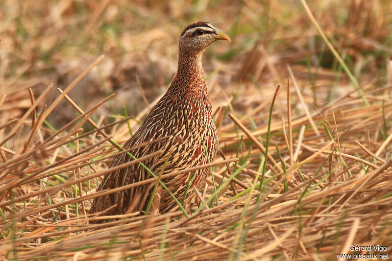 Double-spurred Spurfowladult