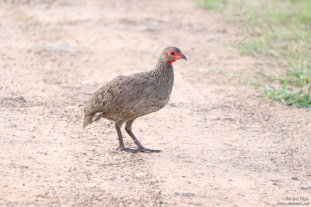 Swainson's Spurfowl