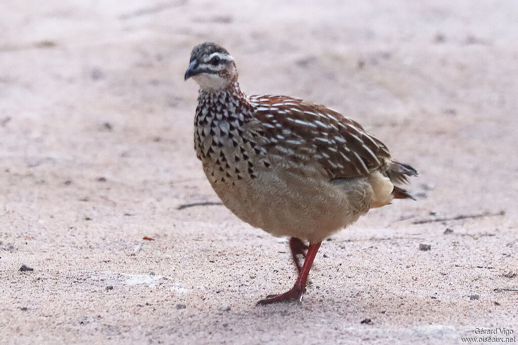 Francolin huppéadulte