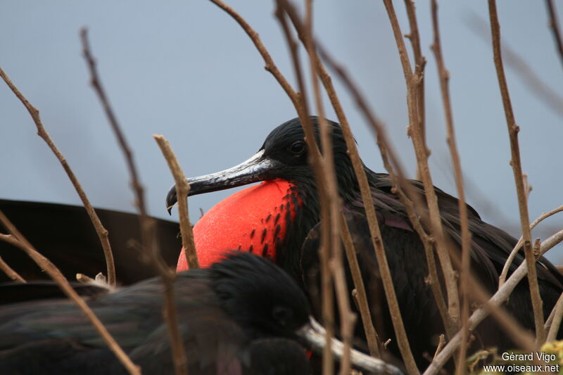 Magnificent Frigatebird male adult