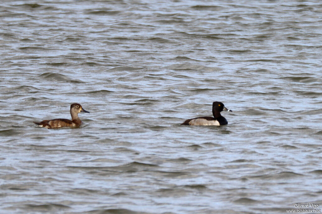 Fuligule à bec cerclé