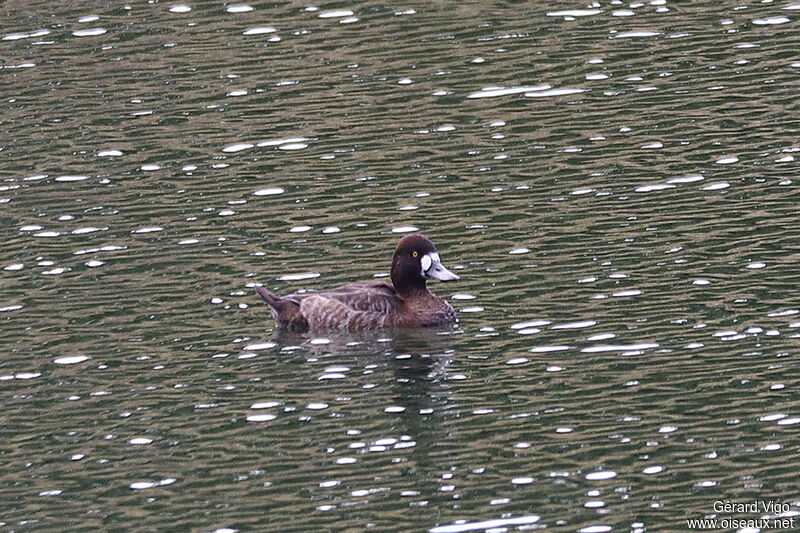 Lesser Scaup female adult