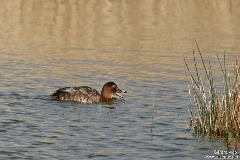 Common Pochard female adult