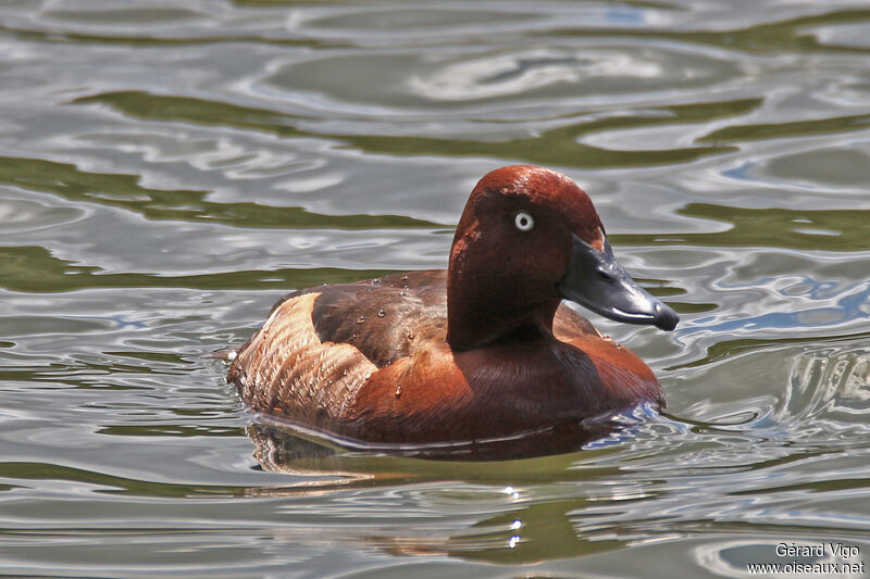 Ferruginous Duck male adult