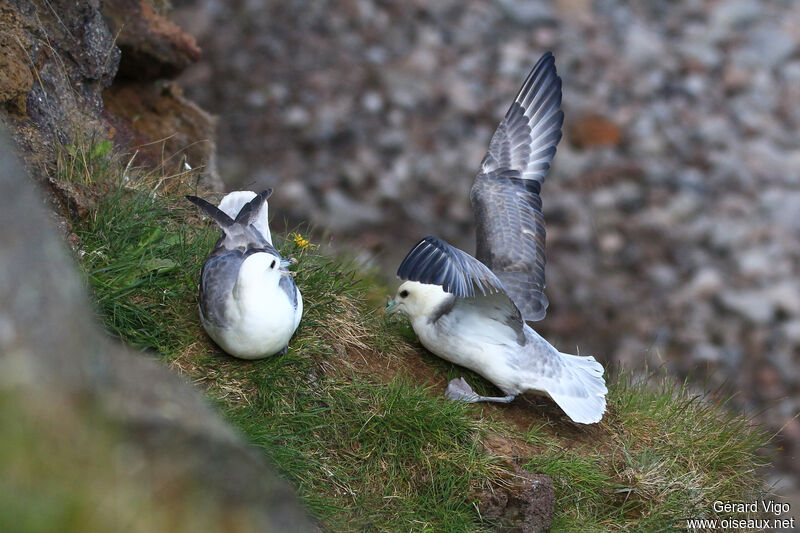 Fulmar boréaladulte nuptial