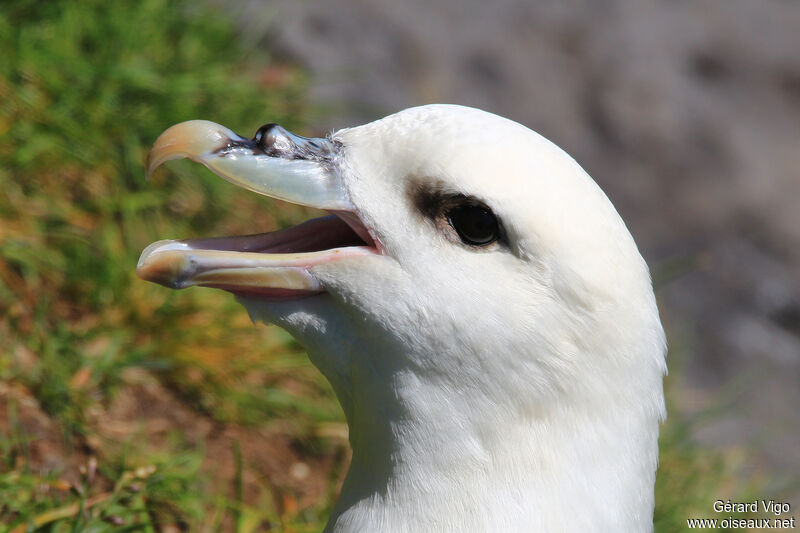 Northern Fulmaradult, close-up portrait