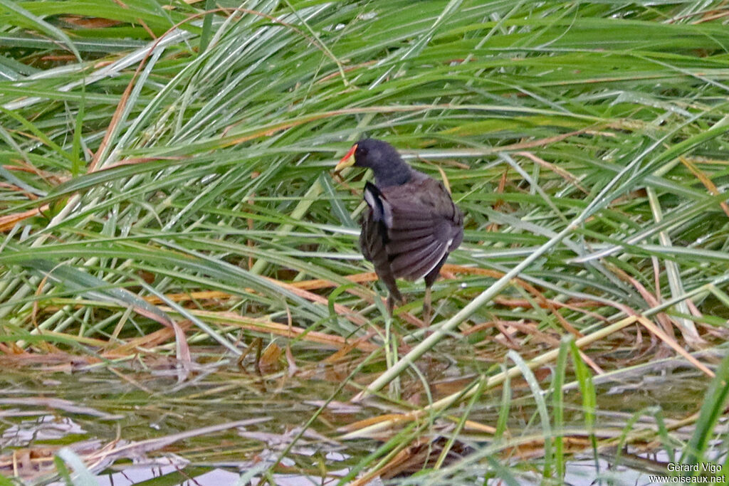Gallinule africaine