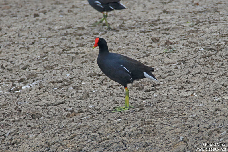 Gallinule d'Amériqueadulte