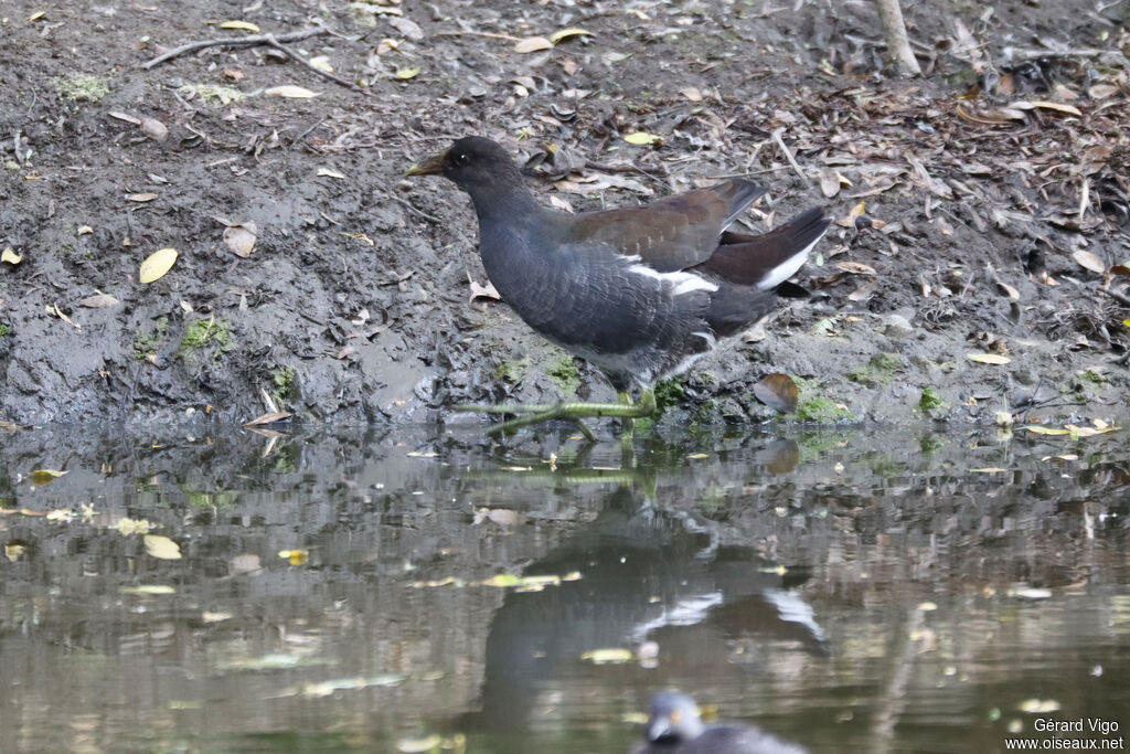 Gallinule d'Amérique2ème année