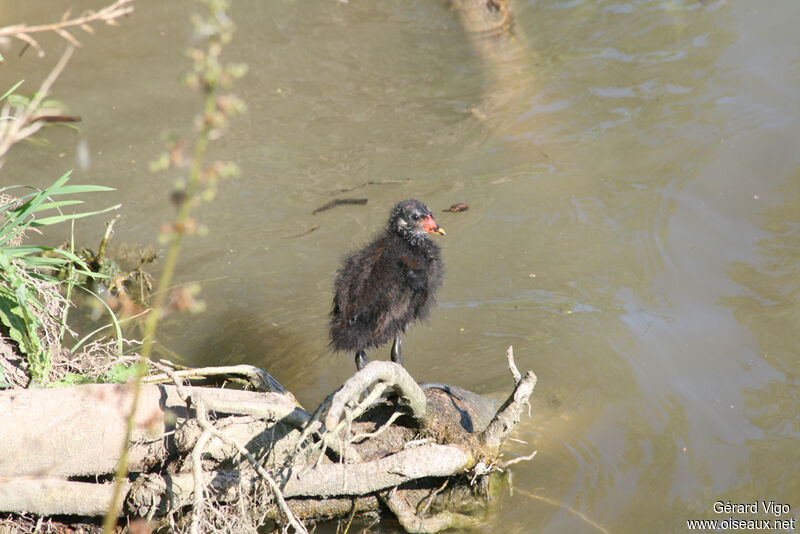 Gallinule poule-d'eaujuvénile