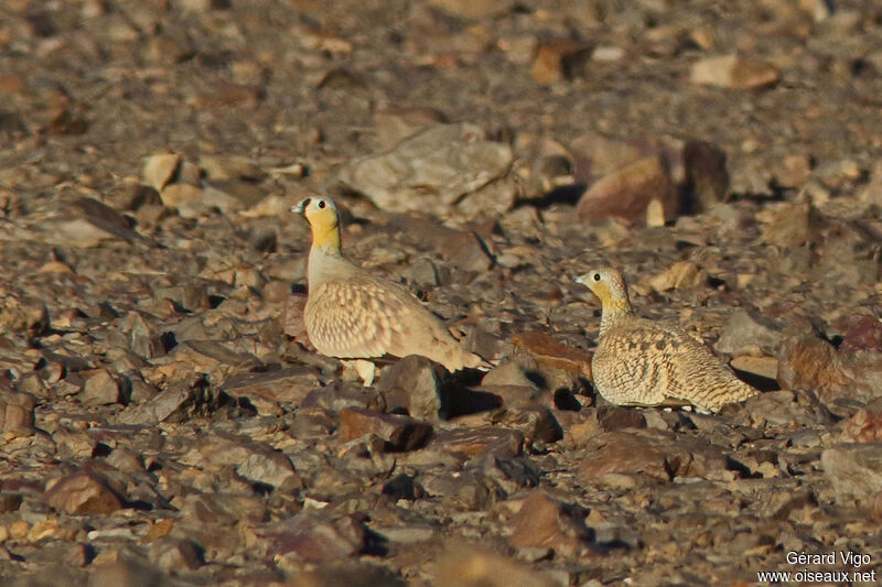 Crowned Sandgrouseadult