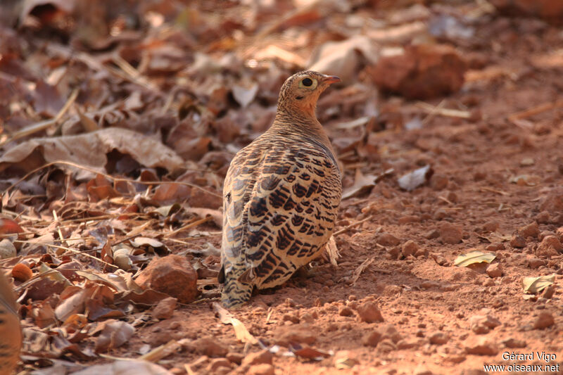 Four-banded Sandgrouse female adult