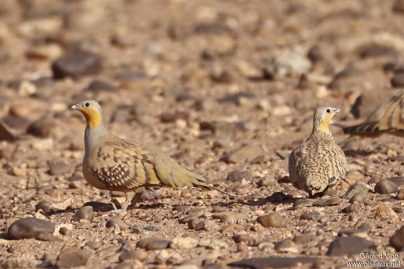 Spotted Sandgrouseadult