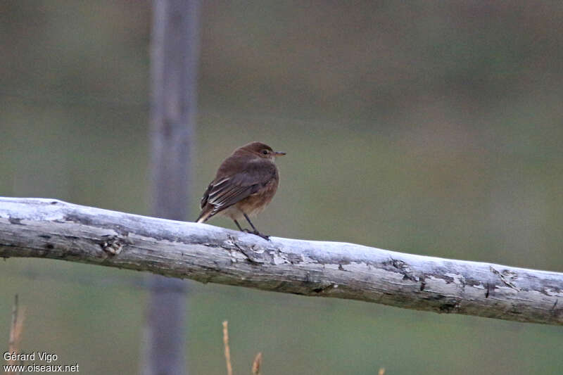 Black-billed Shrike-Tyrantjuvenile, identification