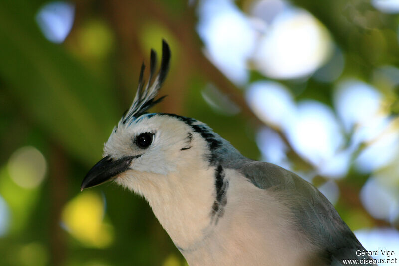 White-throated Magpie-Jayadult