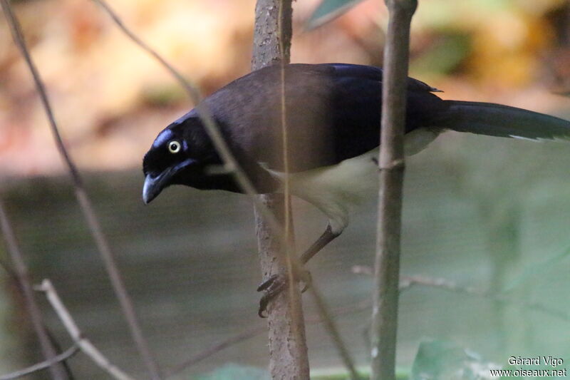 Black-chested Jayadult