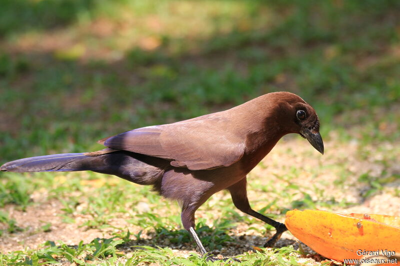 Purplish Jayadult