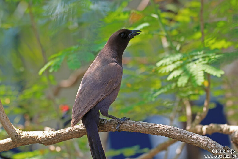 Purplish Jayadult