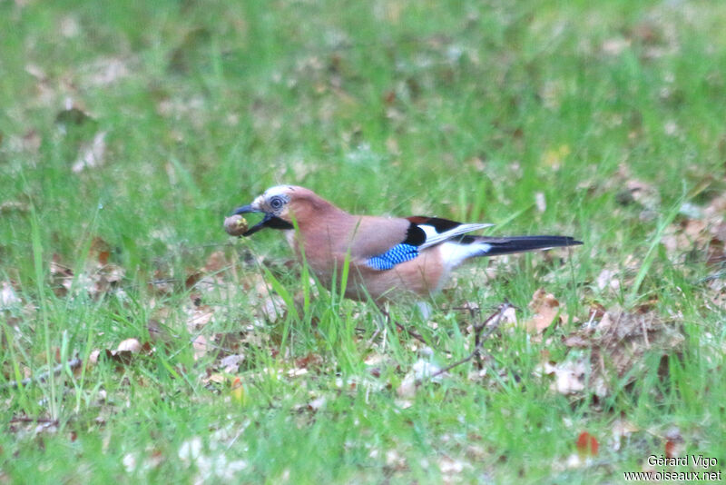 Eurasian Jayadult