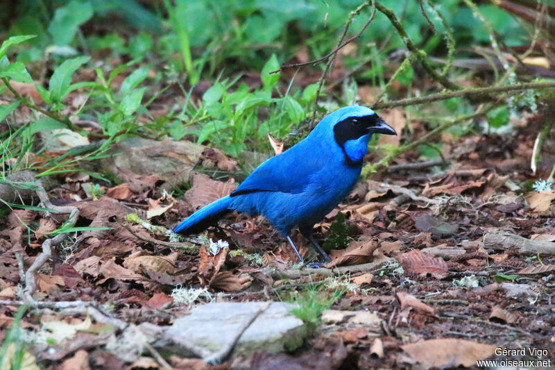 Turquoise Jayadult