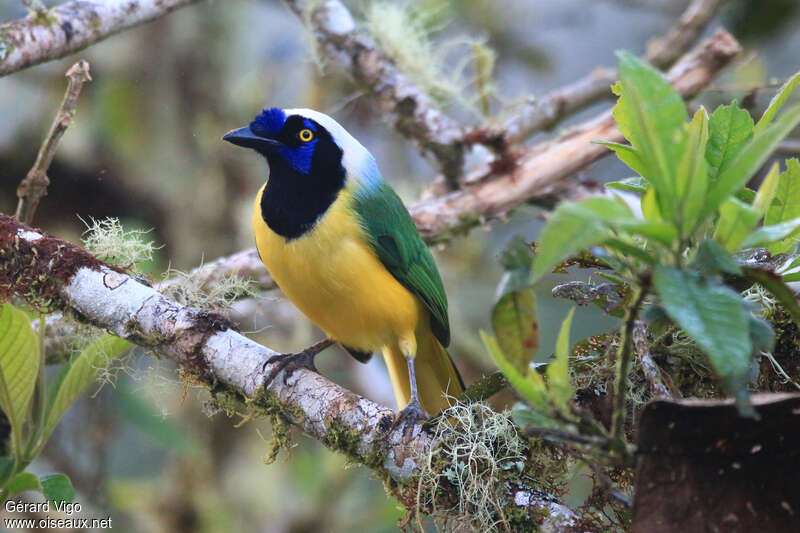 Inca Jayadult, habitat