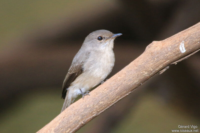 Swamp Flycatcheradult