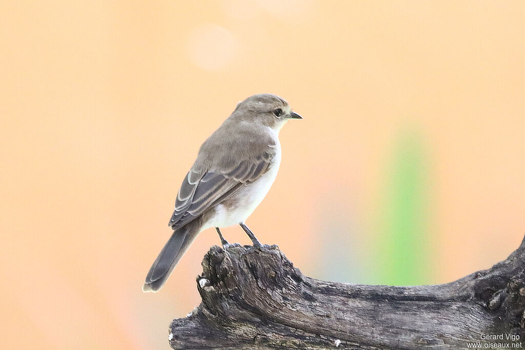 Gobemouche du Maricoadulte