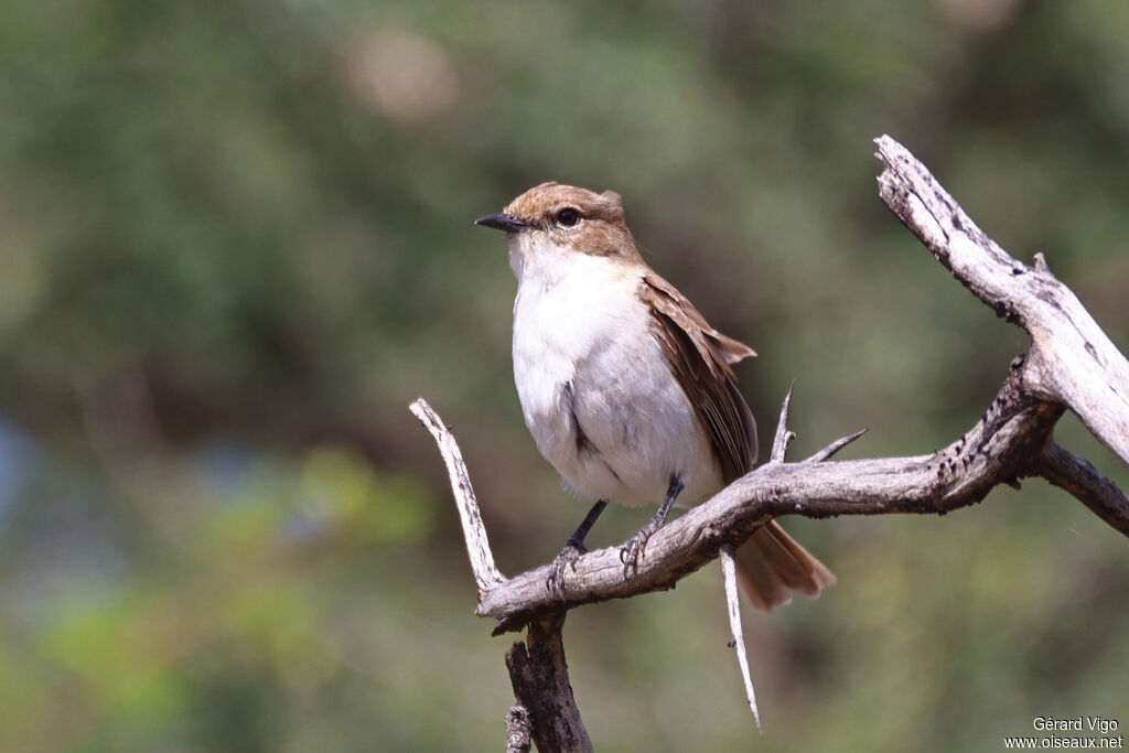 Gobemouche du Marico