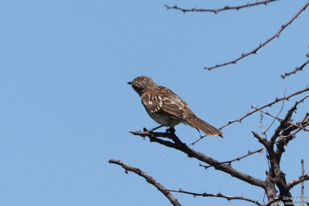 Gobemouche du Maricojuvénile