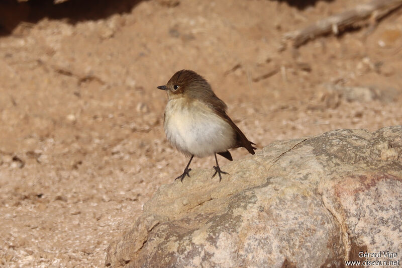 European Pied Flycatcher female adult