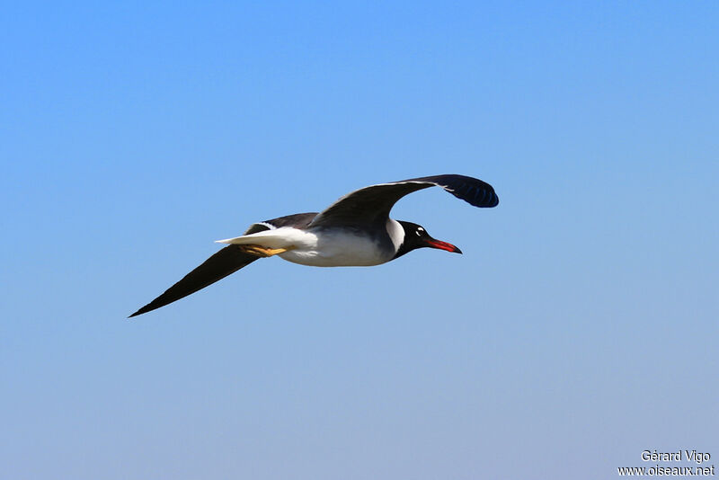 White-eyed Gulladult, Flight