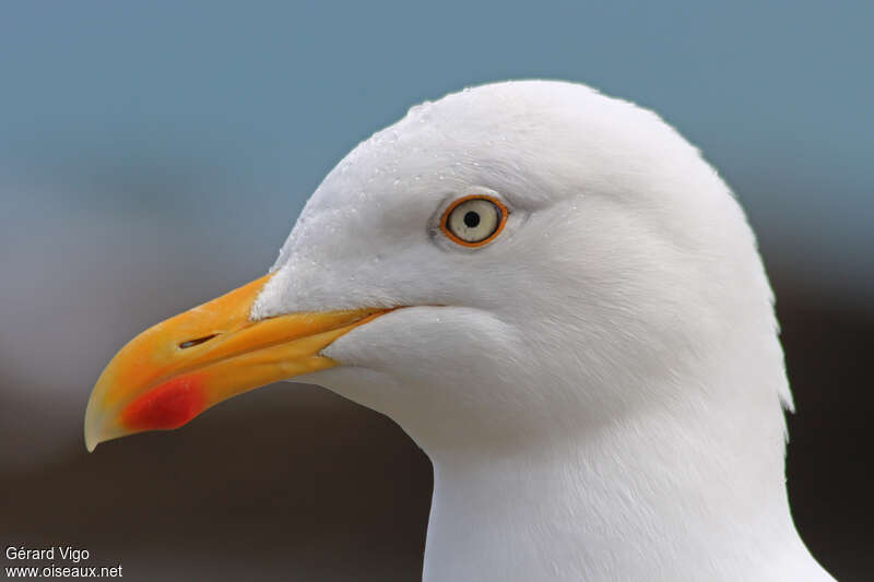 Goéland argentéadulte, portrait