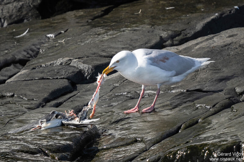 Glaucous Gull