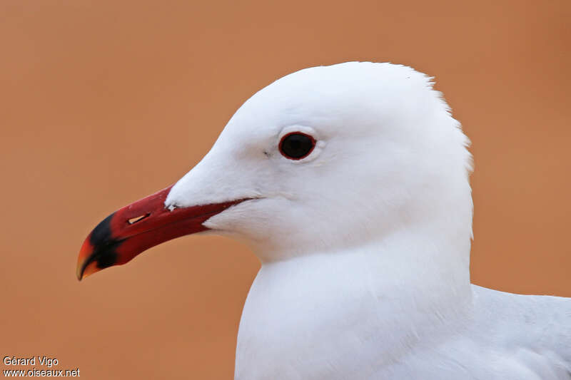 Audouin's Gulladult, close-up portrait