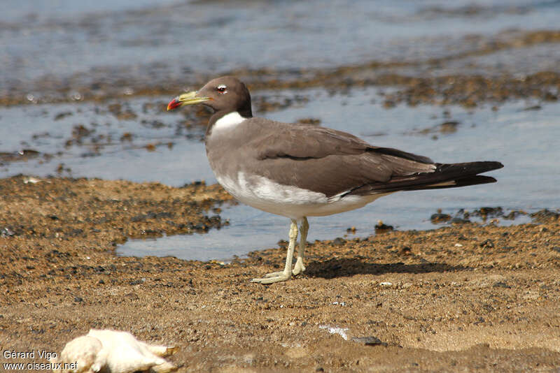 Goéland de Hemprichadulte, identification