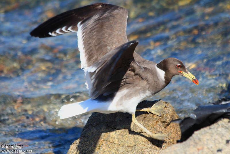 Goéland de Hemprichadulte, identification