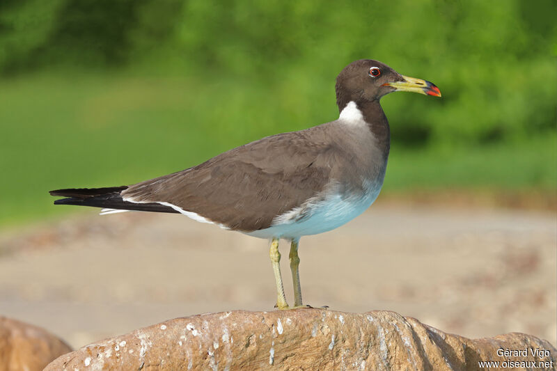 Goéland de Hemprichadulte