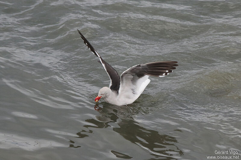 Goéland de Scoresbyadulte, pêche/chasse