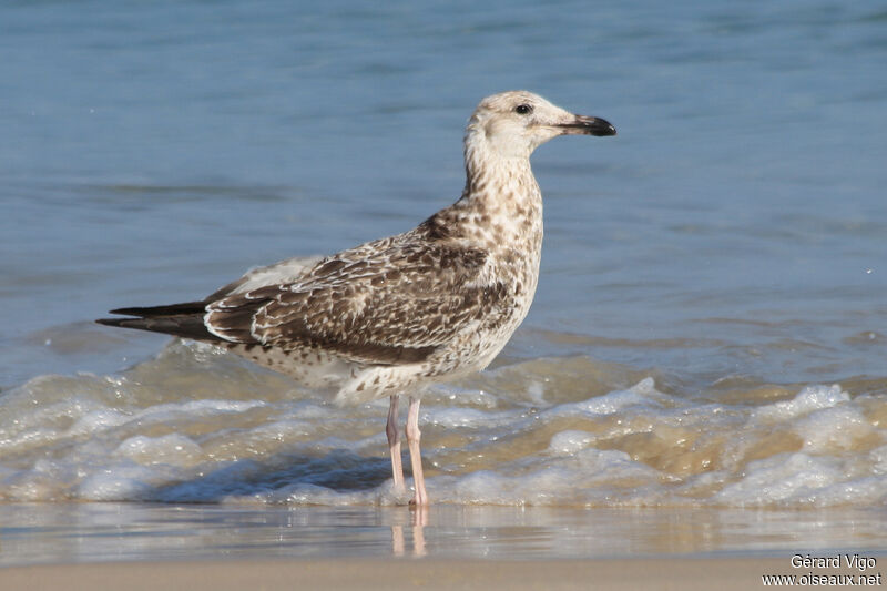 Lesser Black-backed Gull (heuglini)juvenile