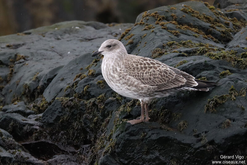 Kelp Gulljuvenile