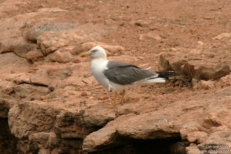 Goéland leucophéeadulte