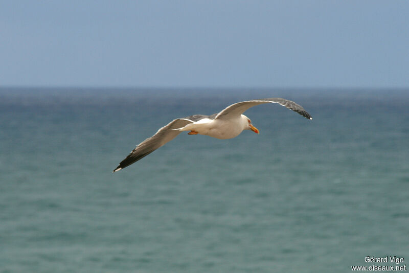 Yellow-legged Gulladult, Flight