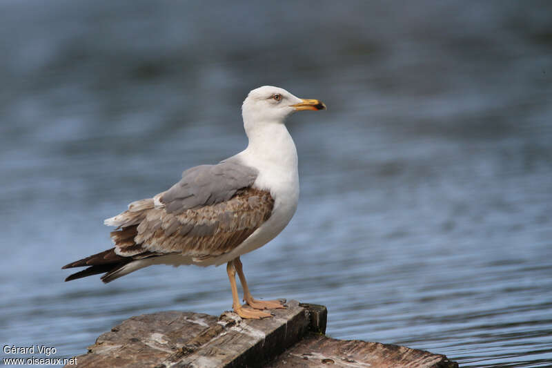 Yellow-legged GullThird  year, identification