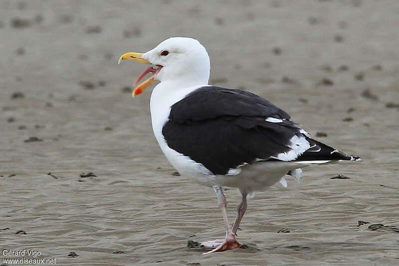 Goéland marinadulte, Comportement