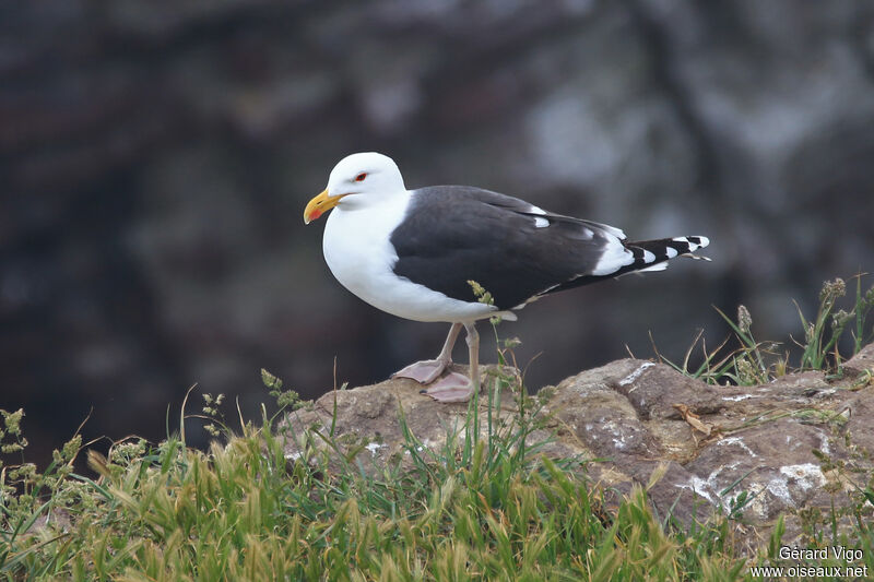 Great Black-backed Gulladult