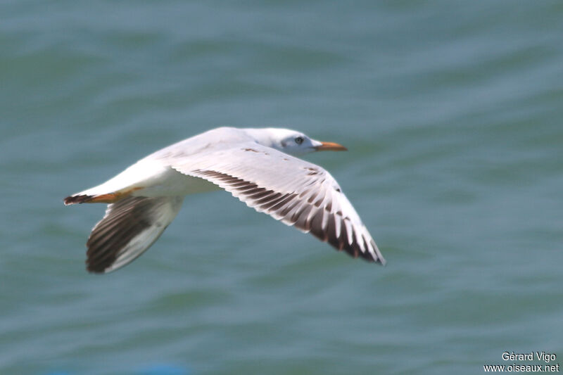 Slender-billed Gulljuvenile, Flight