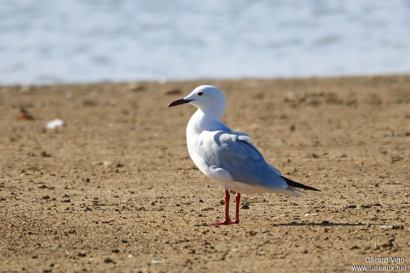 Slender-billed Gulladult