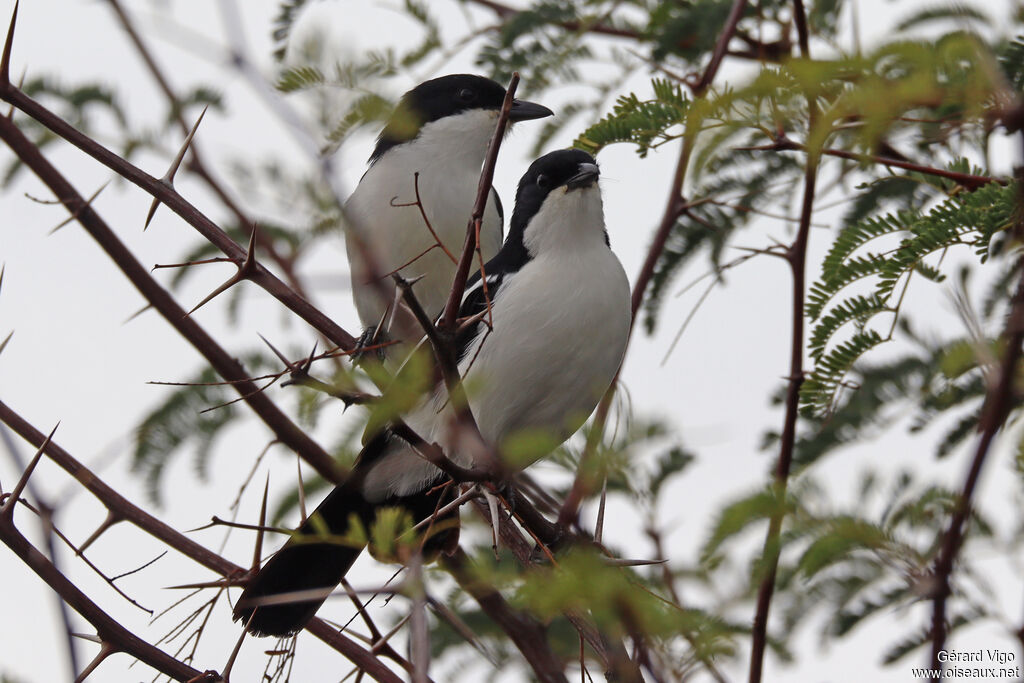 Gonolek à ventre blancadulte