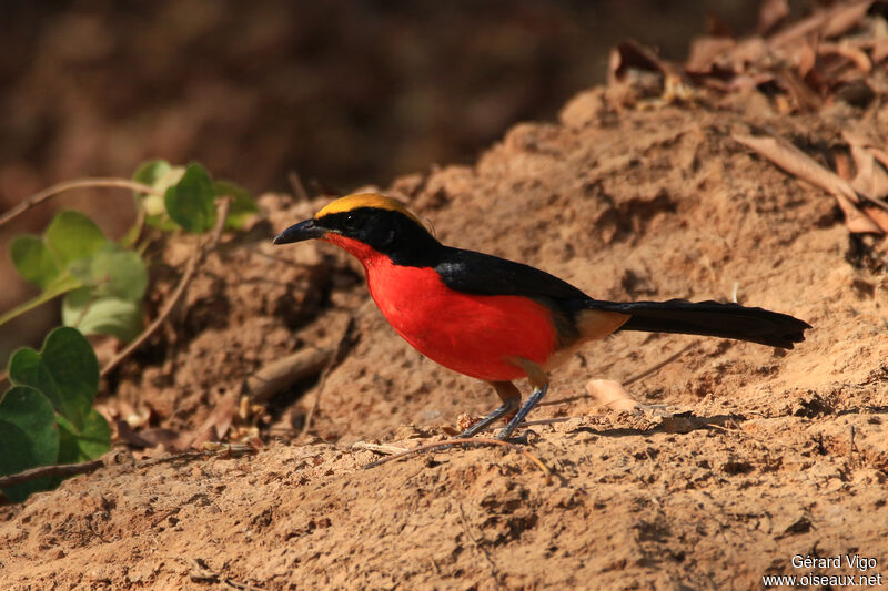 Yellow-crowned Gonolekadult