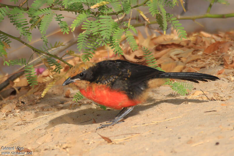 Yellow-crowned Gonolekjuvenile, pigmentation